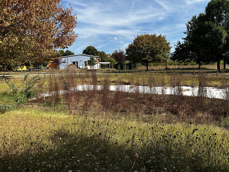 La situazione ad oggi del laghetto al Parco Pertini