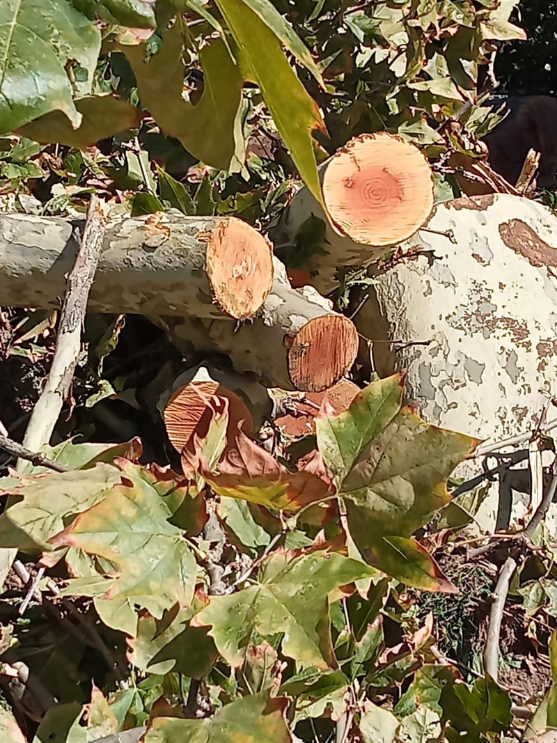 Gli alberi tagliati al Salviatino