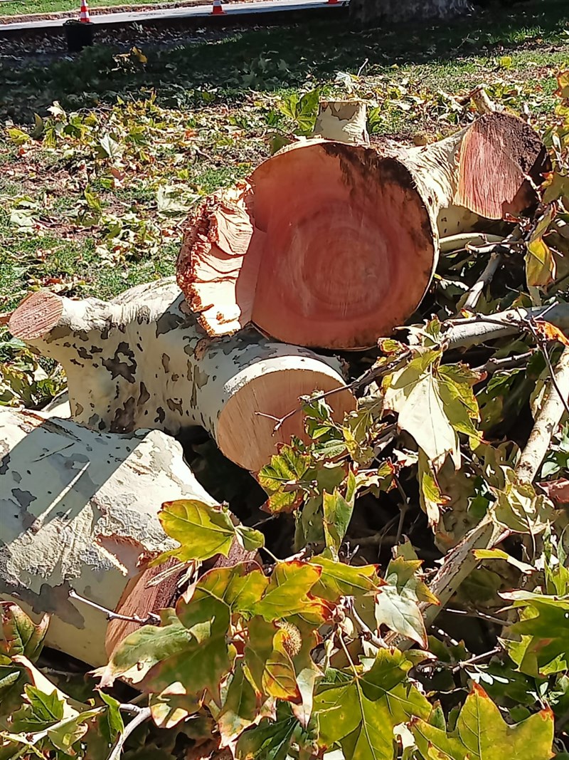 Gli alberi tagliati al Salviatino