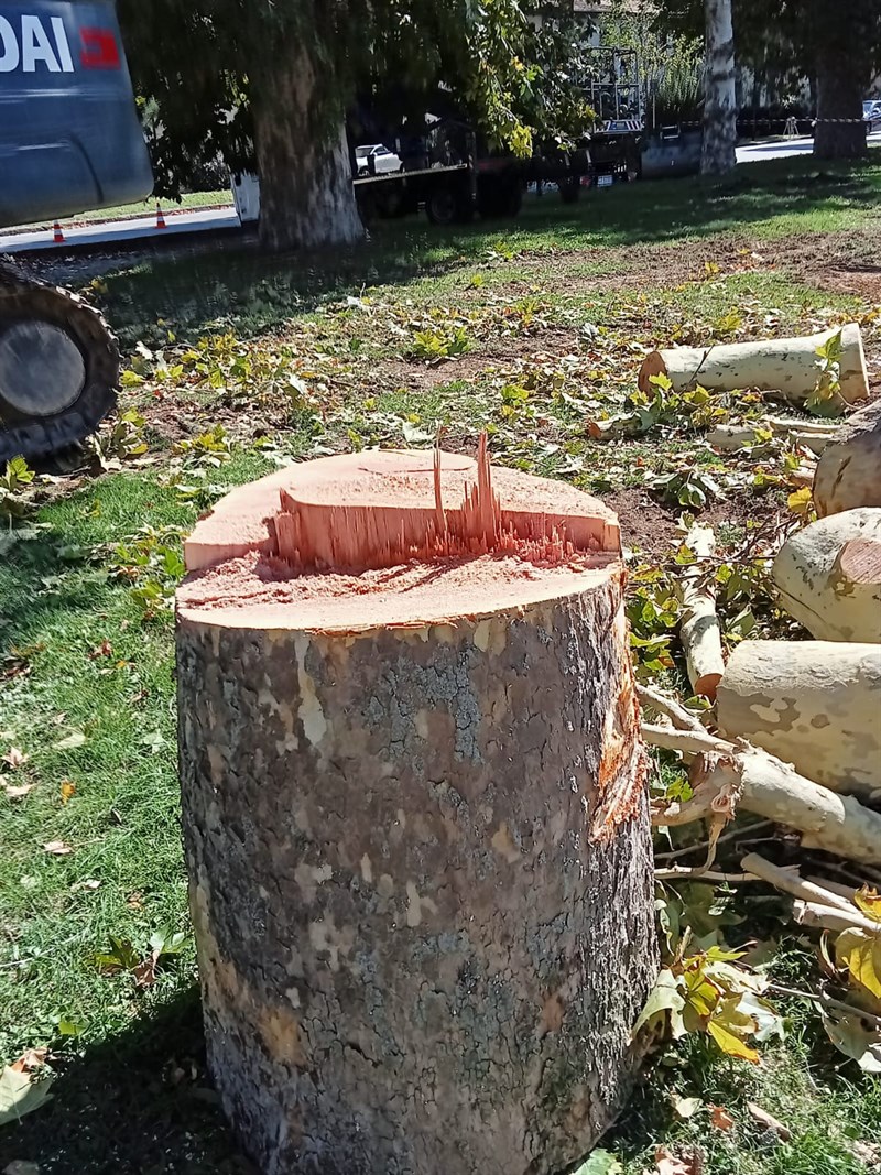 Gli alberi tagliati al Salviatino