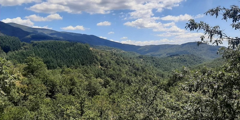 Londa, allarme eolico: proposto mega impianto ai confini del Parco Nazionale Foreste Casentinesi