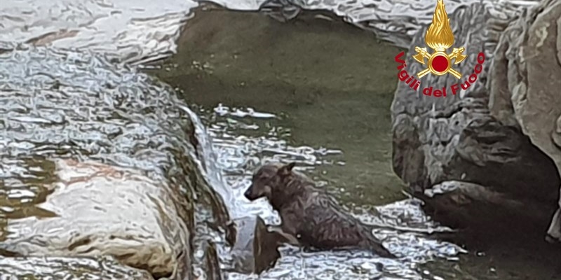 Discarica a cielo aperto lungo il Rovigo, lupo intossicato: salvato dai Vigili del Fuoco