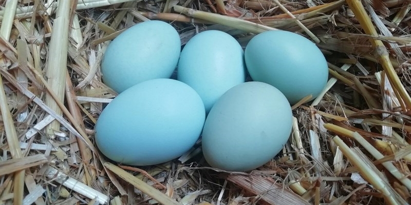 Sono arrivate dal Quadrelli, le galline che fanno le uova colorate: curiosità, razze e caratteristiche.