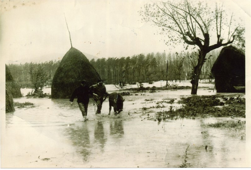 I fratelli Agostino e Lugi Paladini nel Podere di  Rimorelli portano in salvo un vitello. Dietro la foto il loro babbo Raffello scrisse tutta la vicenda.