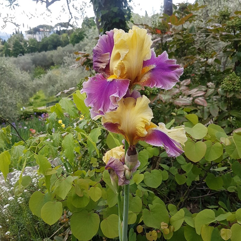 il giardino dell'iris