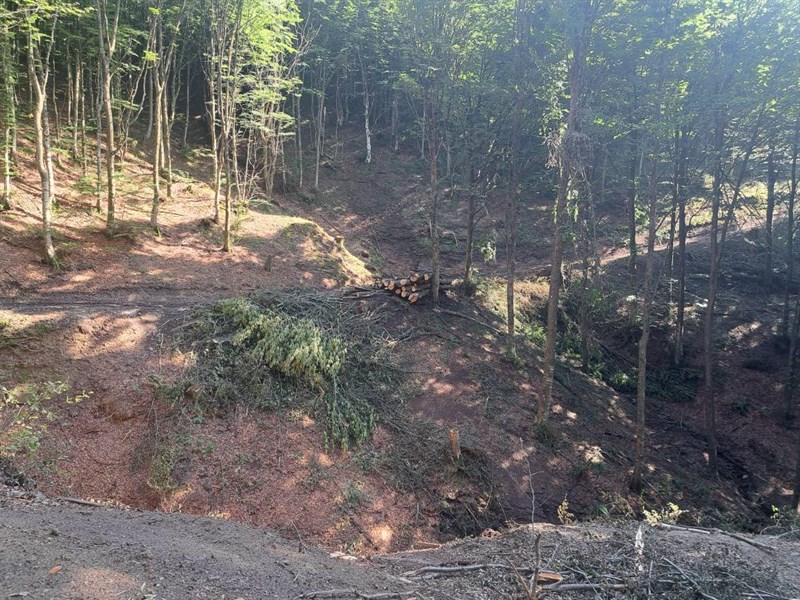 devastazione ambientale