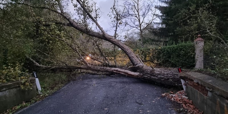 Albero caduto a Gricigliano