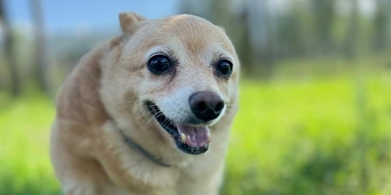 Il primo cane da adottare