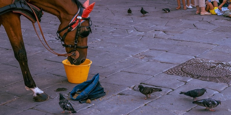 Cavallo a Firenze