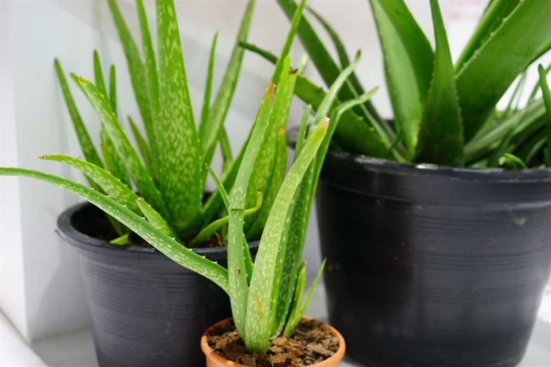 L’aloe vera e l’effetto invisibile sul sonno: perché fa bene anche se non la noti - okmugello.it