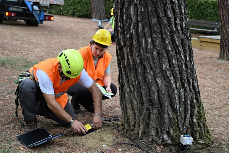 Le prove di trazione degli alberi