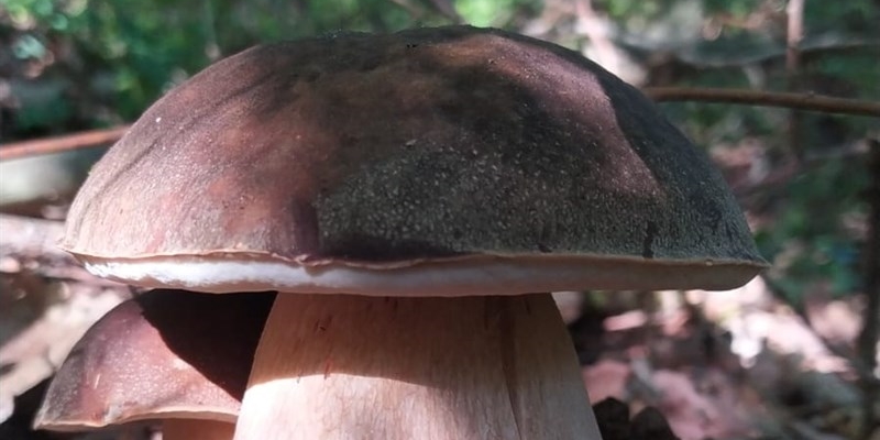 Funghi: Tra Scienza e Mito, le Curiosità su Organismi Misteriosi