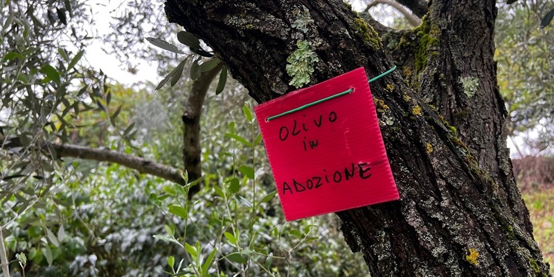 Olivi in adozione a Rignano