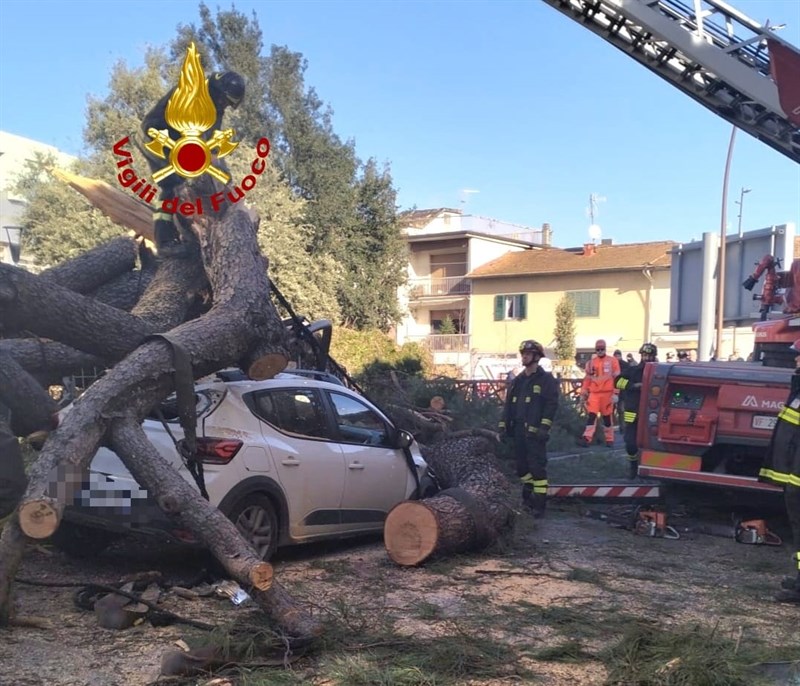 l'albero caduto