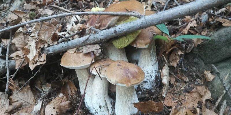 I funghi trovati da un nostro lettore nei mesi scorsi