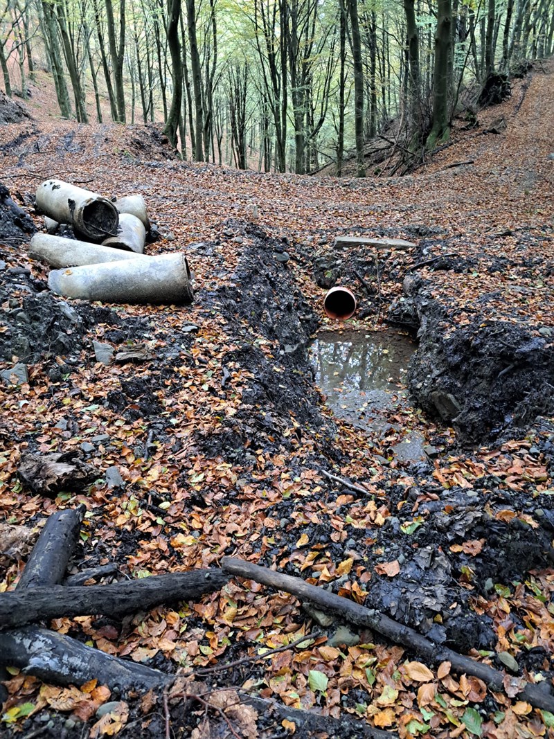 rifiuti abbandonati nel bosco