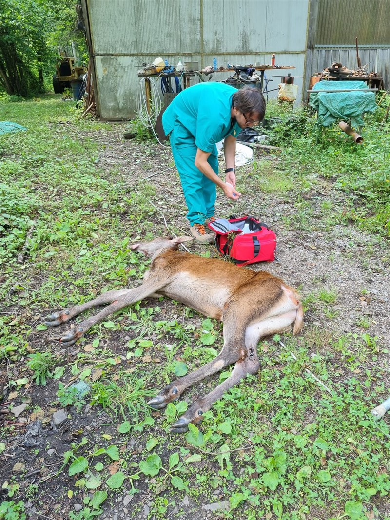 l'animale sedato