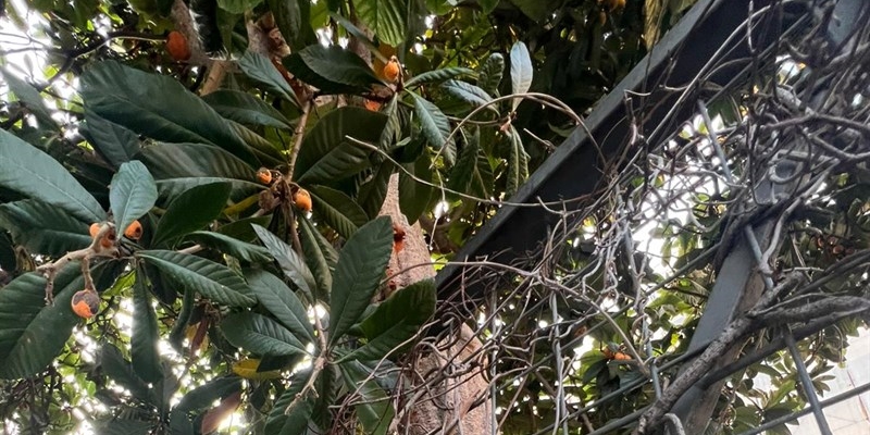 Firenze, l’allarme della community Voci dal Gasometro: “Nespolo pericoloso, il Comune controlli”