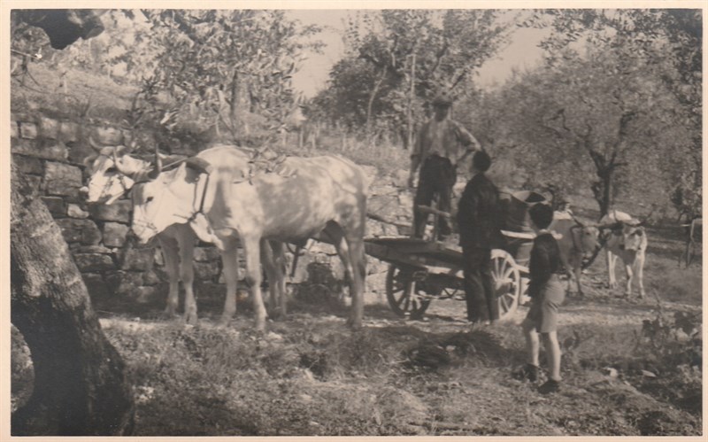 Azienda Agricola Travignoli