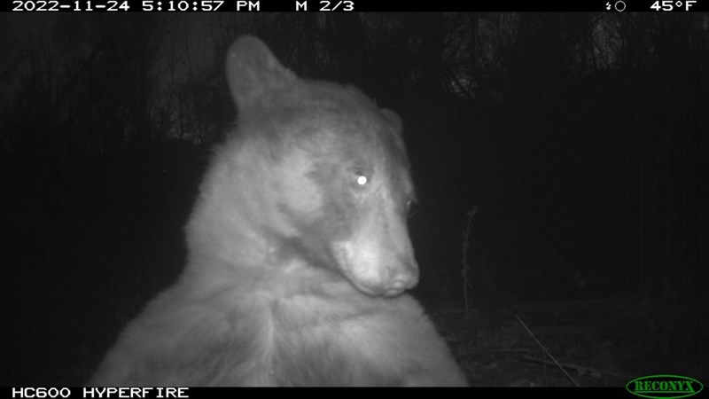 Autoritratto orso nero dalla fototrappola