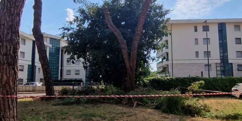 Un immagine dei pini tagliati