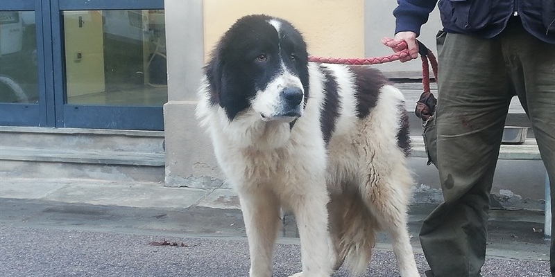 Cercasi amore: arrivati dall'Ucraina al Chianti Roxana e Tanko due cani in cerca di una famiglia e del calore di una casa - FOTO