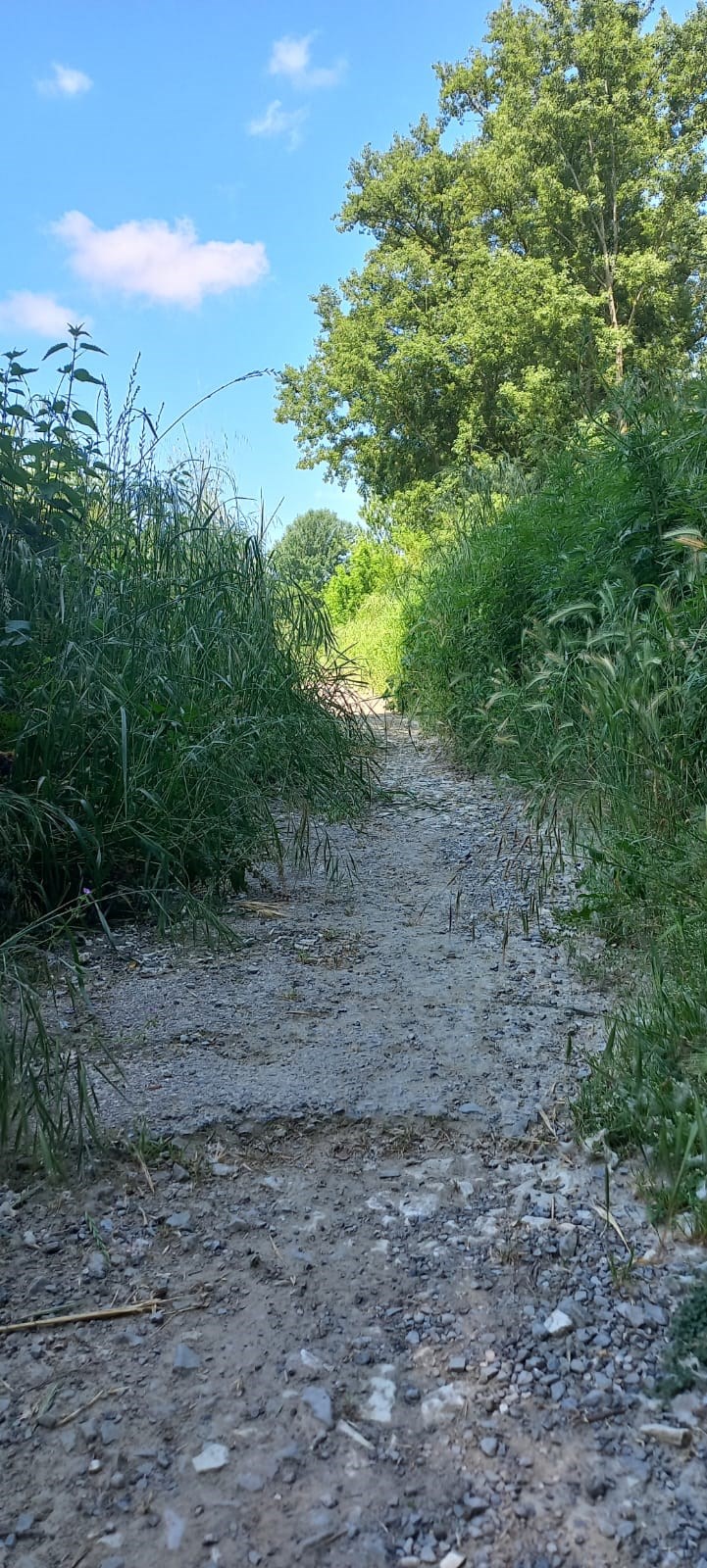 L'erba alta lungo la ciclabile