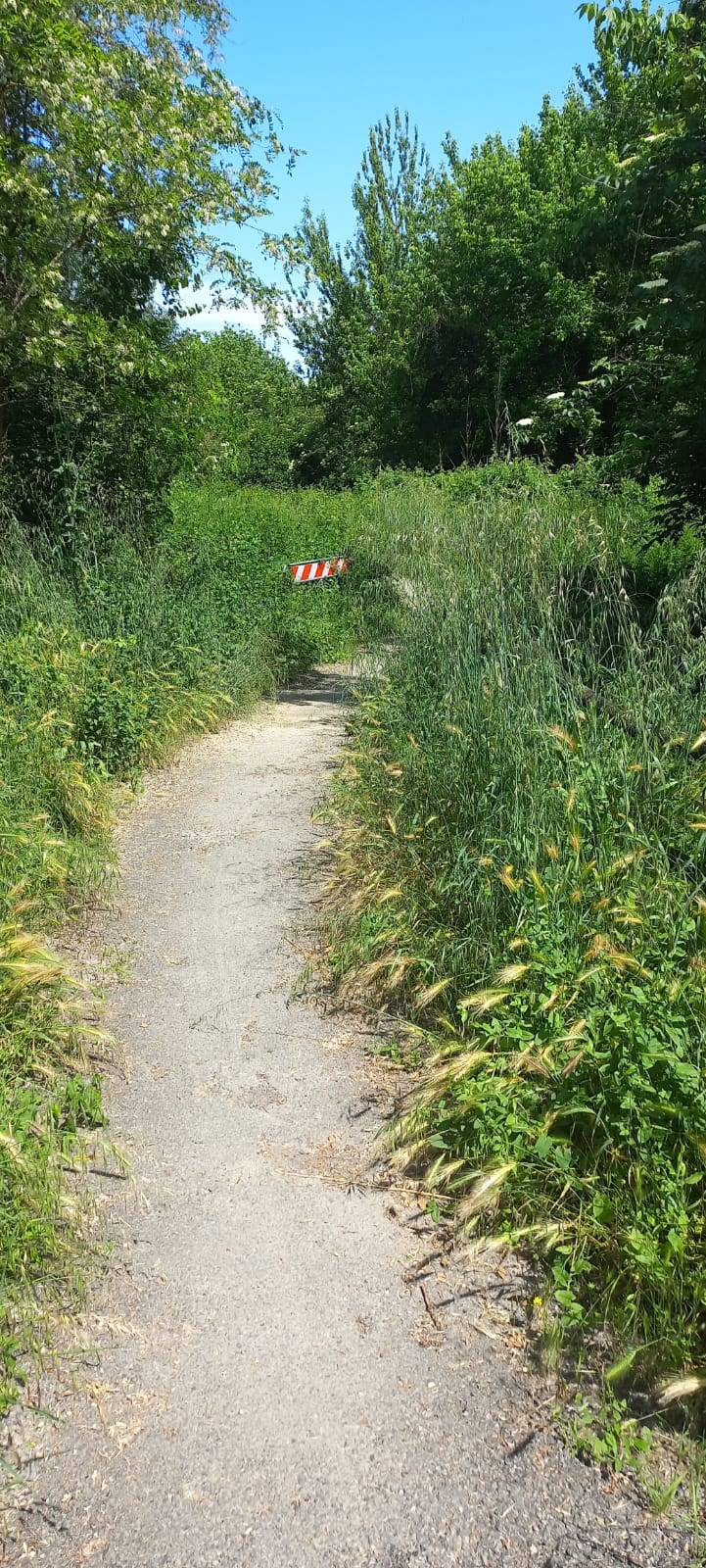 L'erba alta lungo la ciclabile