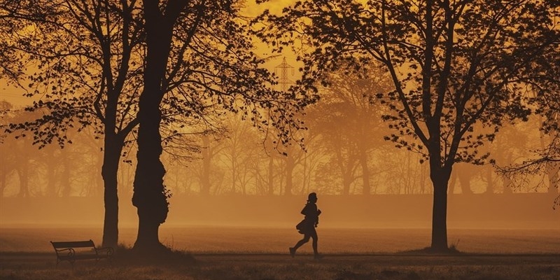 Il mistero della del bilancio arboreo 2019-2024.