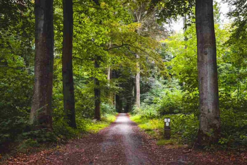 Dalle foreste del Giappone ai sentieri italiani - okmugello.it