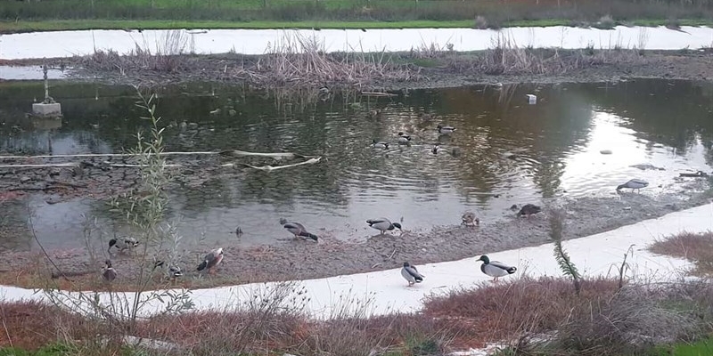 Taglio erba e nidificazione avifauna - Le proposte del Tecnico Claudio Ticci