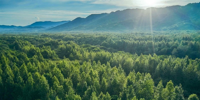 Deforestazione da fermare