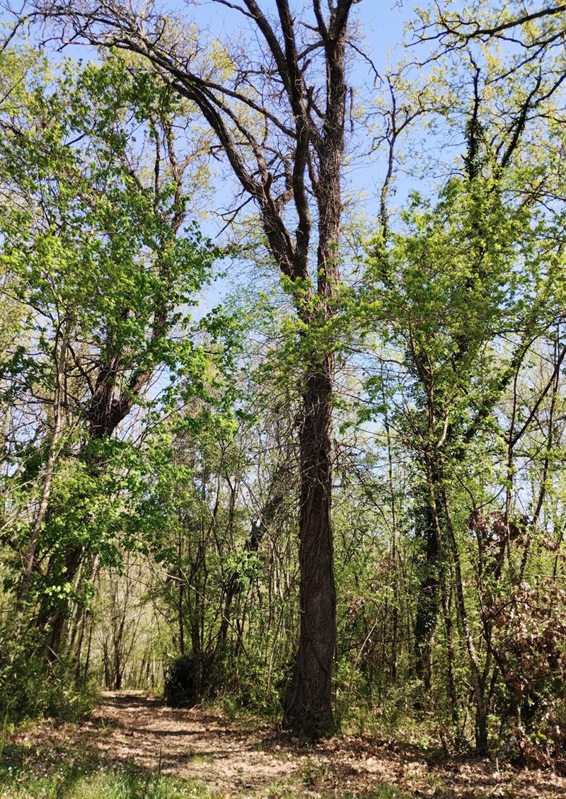 Tv svizzera e strage del Pratale