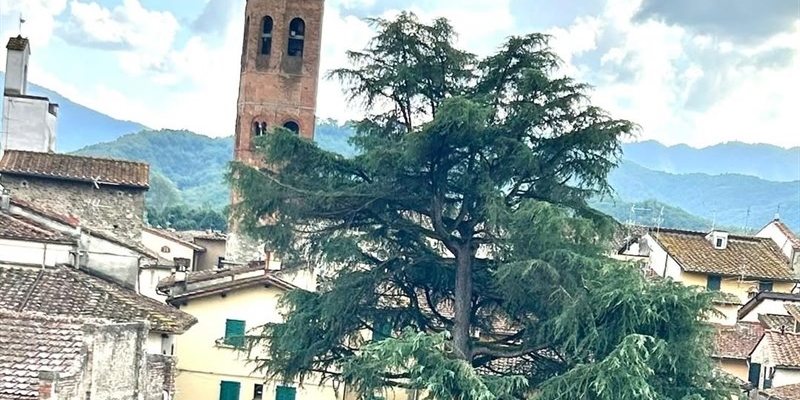Albero in piazza del Poggio