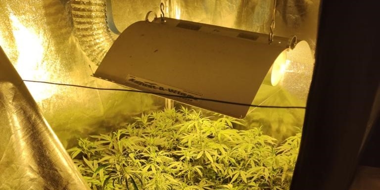 La marijuana coltivata in casa