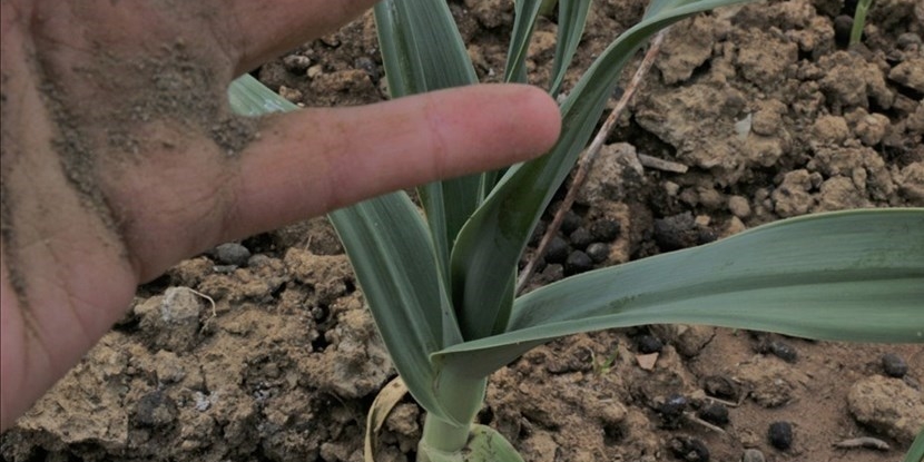 Agricoltura al palo per la siccità: inverno e primavera senza piogge