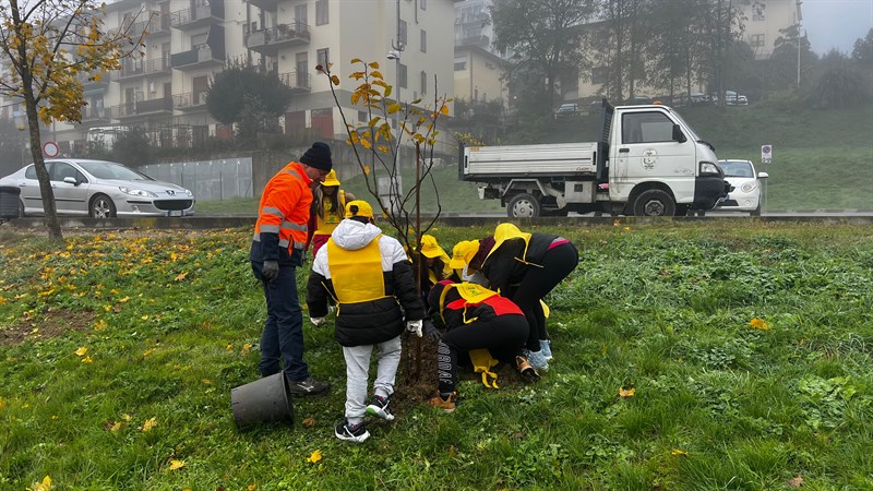 Festa dell'albero