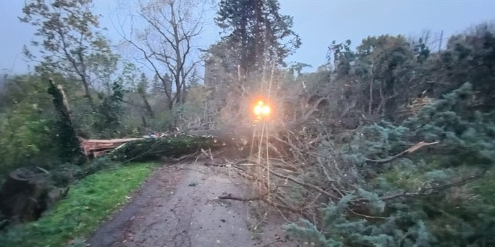 Albero caduto zona S. Cresci