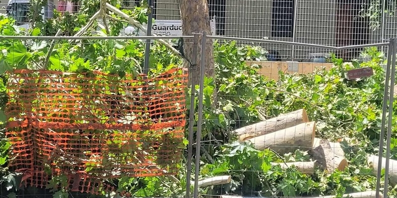 alberi giù in piazzale Donatello