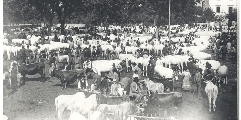 Anno 1914. Il bestiame in mostra alla Fiera Calda a Vicchio di Mugello