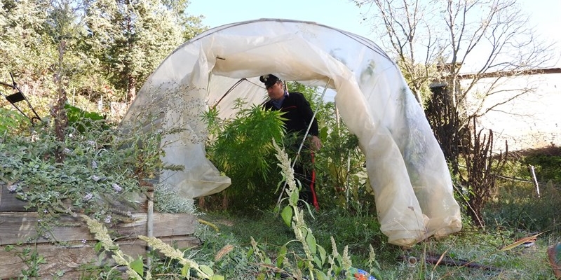 Coltiva marijuana nel proprio terreno a Palazzuolo. 