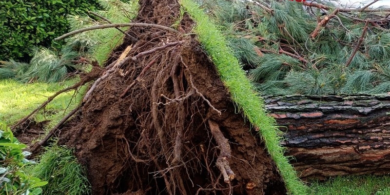 La base del pino caduto in via Niccolò Pisano a Firenze