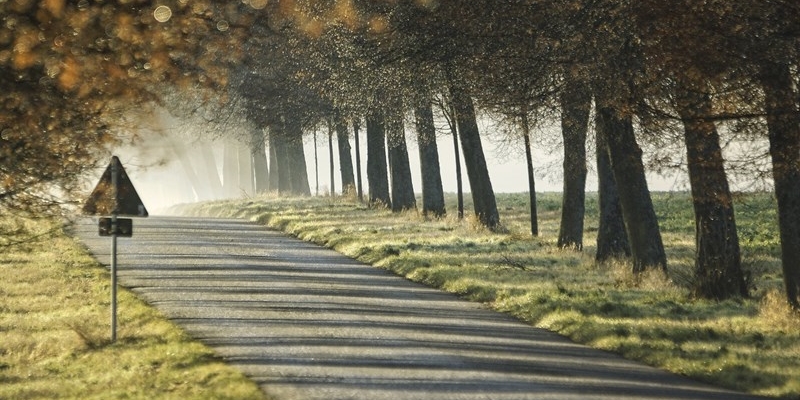 Tagliare alberi in città causa danni alla salute. Una sentenza salverà il verde di Firenze?