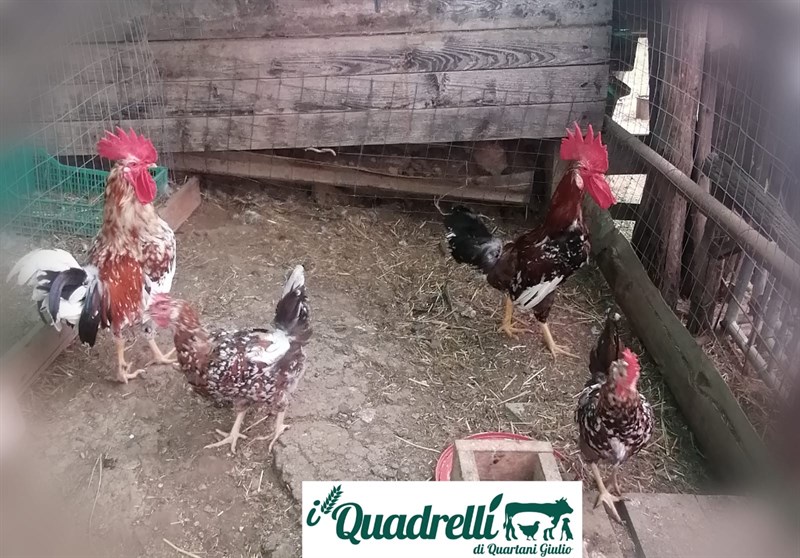 Le galline di Quadrelli