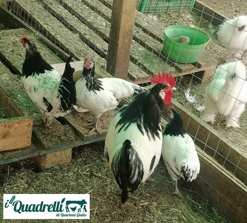 Le galline di Quadrelli