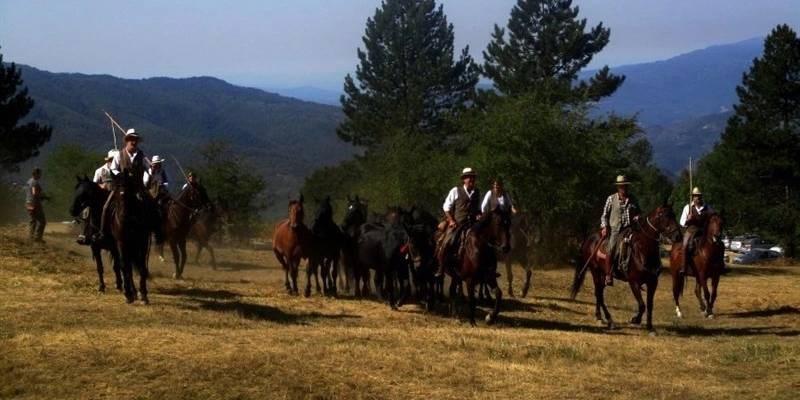 Cavalli alla Fiera dei Poggi a San Godenzo