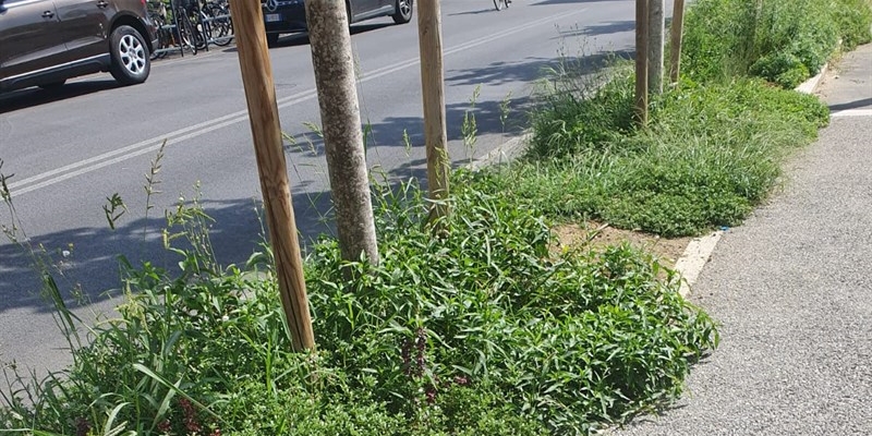 Alberi invece di posti auto