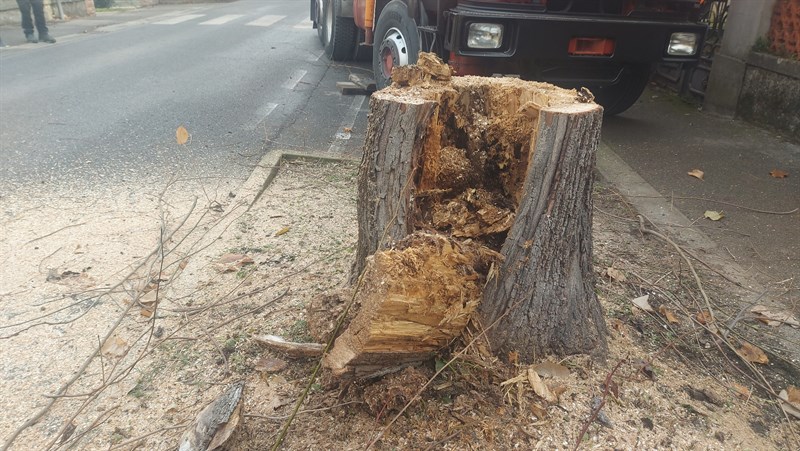 Le foto dell'intervento di abbattimento degli alberi in Via Pampaloni a Figline Valdarno