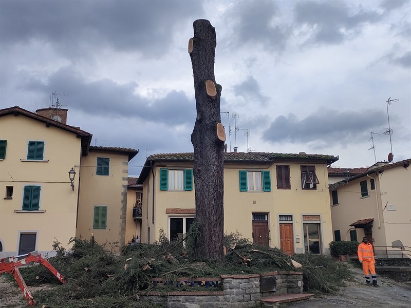 Il taglio del Cedro di Borgo San Lorenzo