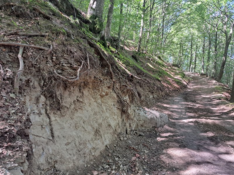 Monte Giogo di Villore, Vicchio, Sentiero nella faggeta che attraversa il torrente del Solstretto 